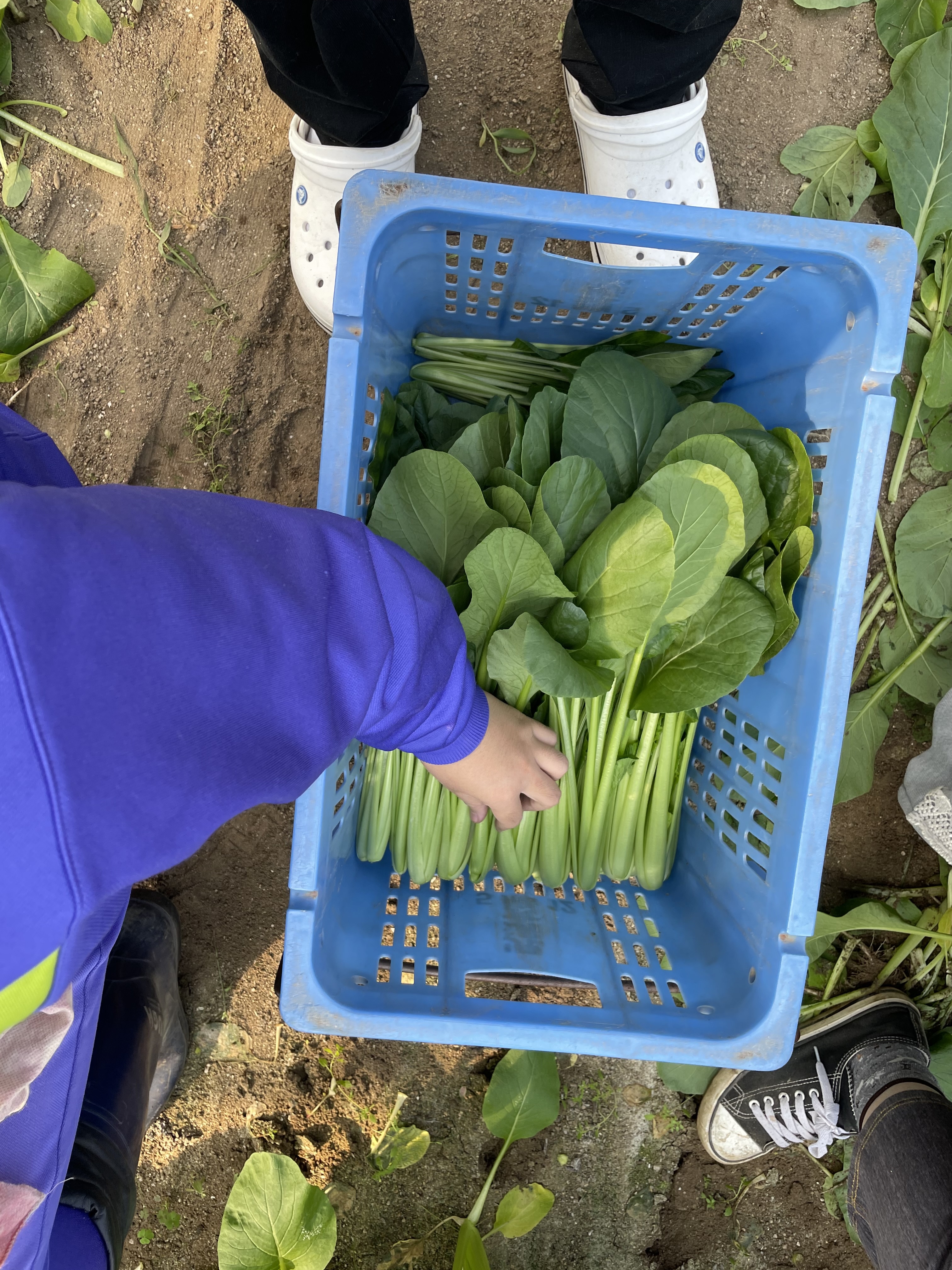 野菜収穫の様子