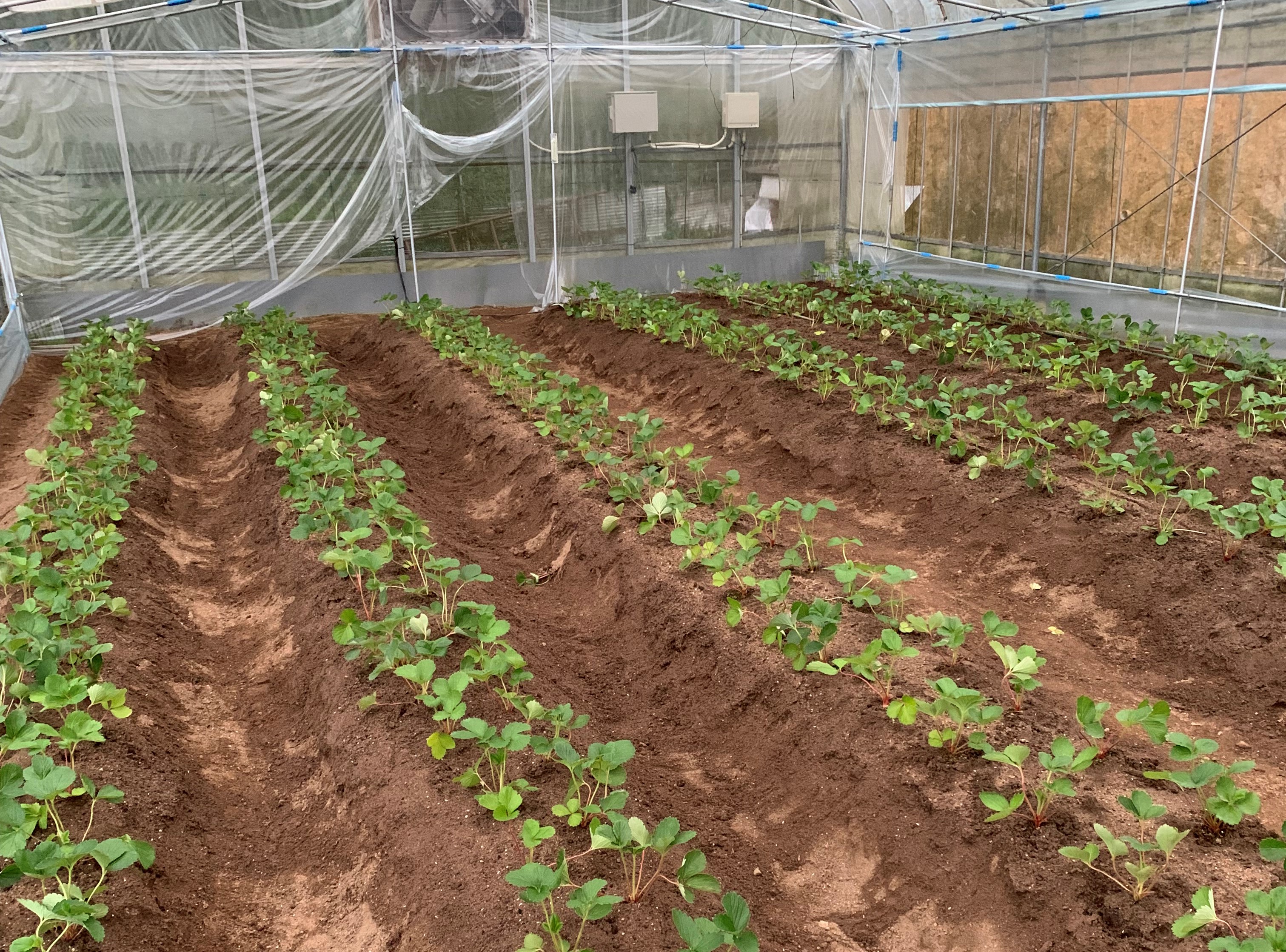 葉物野菜栽培の様子
